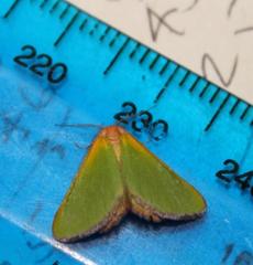 Eucrostes rufociliaria