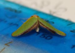 Eucrostes rufociliaria