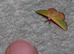 Eucrostes rufociliaria