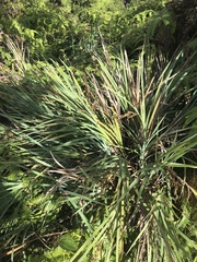 Machaerina mariscoides