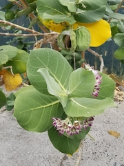 Calotropis procera