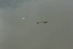 Epophthalmia elegans