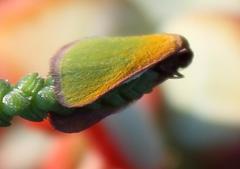 Eucrostes rufociliaria