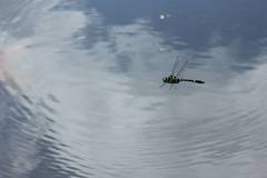 Epophthalmia elegans