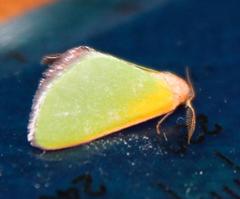 Eucrostes rufociliaria