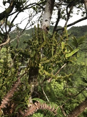 Korthalsella complanata