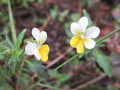 Viola hymettia