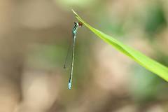 Aciagrion migratum