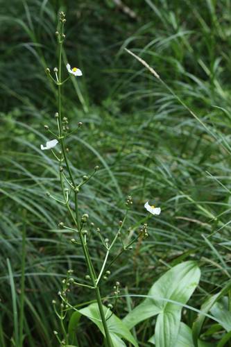 Sagittaria aginashi iNat (2)
