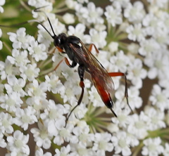 Exetastes adpressorius