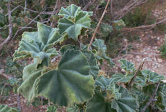 Malva subovata
