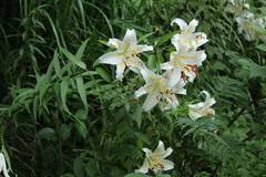 Lilium auratum