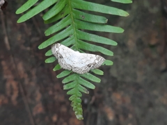 Scopula propinquaria