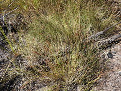 Sporadanthus interruptus