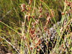 Sporadanthus interruptus