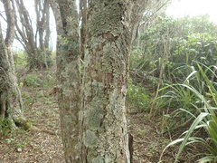Sticta cinereoglauca