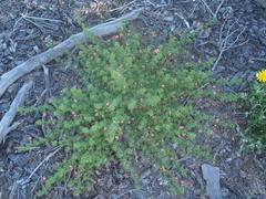 Indigofera verrucosa
