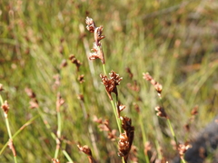 Sporadanthus interruptus