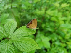 Heliophorus ila