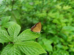 Heliophorus ila