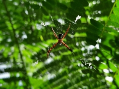 Argiope perforata