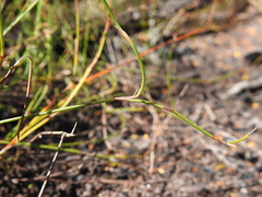 Sporadanthus interruptus