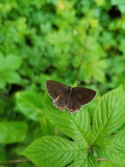 Heliophorus ila