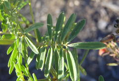Indigofera verrucosa