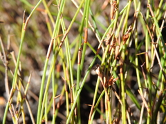 Sporadanthus interruptus