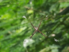 Argiope perforata