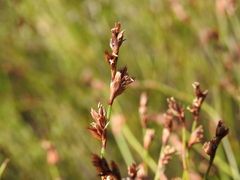 Sporadanthus interruptus