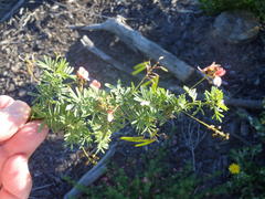 Indigofera verrucosa