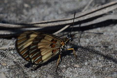 Acraea cabira