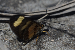Acraea cabira