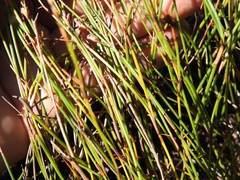 Sporadanthus interruptus