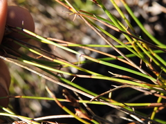 Sporadanthus interruptus