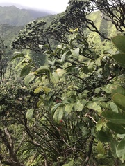 Antidesma platyphyllum