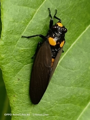 Huechys fusca
