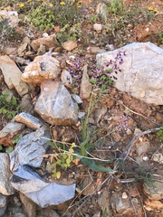Cyanella cygnea