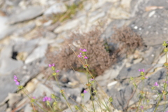 Galeopsis angustifolia