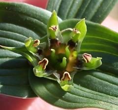 Colchicum cuspidatum