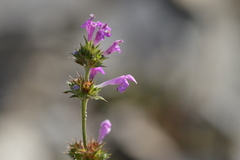 Galeopsis angustifolia