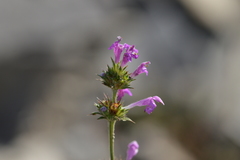 Galeopsis angustifolia