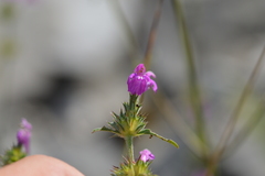 Galeopsis angustifolia
