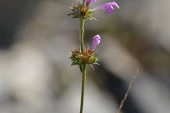 Galeopsis angustifolia