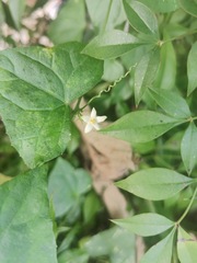Zehneria japonica