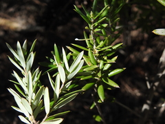 Agiortia pedicellata