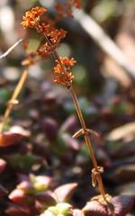 Crassula capitella