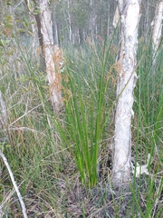 Machaerina articulata