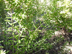 Agiortia pedicellata